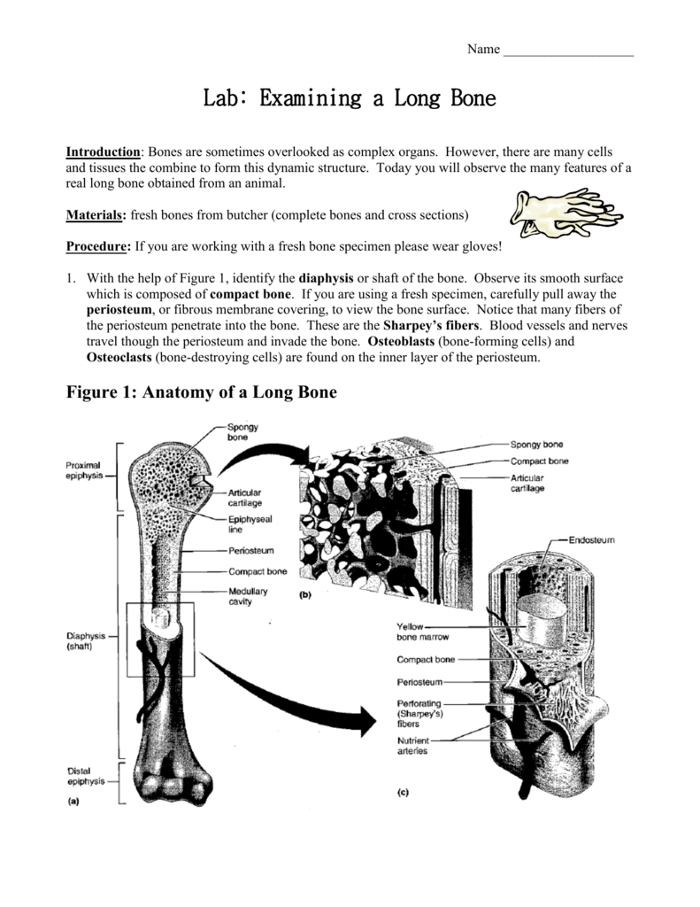 Lab Examining a Long Bone