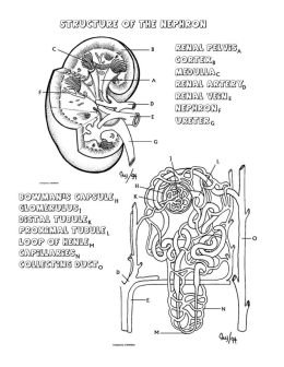 Kidney Worksheet - mmeb-w