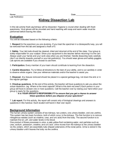 Kidney Dissection handout