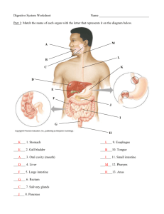 Anatomy Quiz – Digestive System