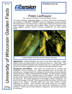 Potato Leafhopper Karen Delahaut, UW