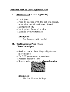 Jawless Fish & Cartilaginous Fish