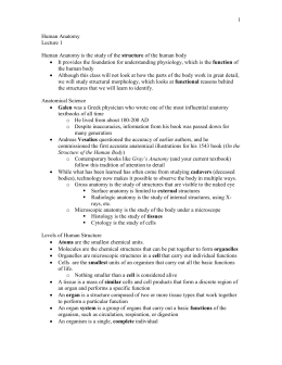 Anatomical Terminology Worksheet - TCHS