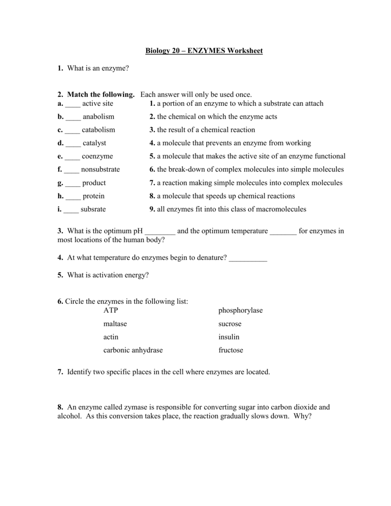 Enzymes Worksheet Answer Key E Street Light