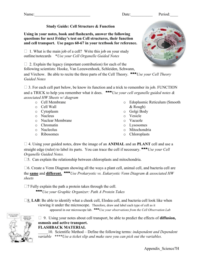 Study Guide Cell Structure Function
