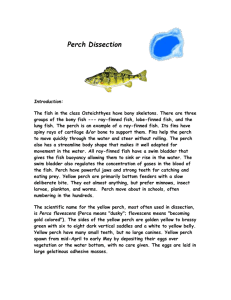 Perch Dissection - BronxPrepAPBiology