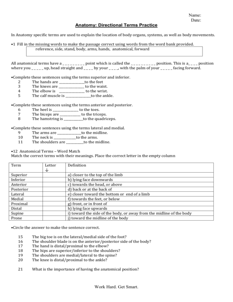 Anatomical Terms Worksheet
