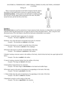 Anatomical Terminology Worksheet - TCHS