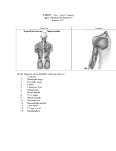 HLTH603: Gross Human Anatomy Upper Extremity Pre