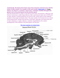 Anatomically, the human brain shares many basic structures and