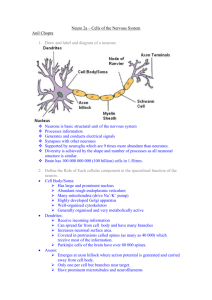 Neuroscience 2a Cells of the Nervous System