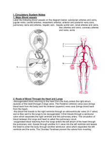 Circulatory System notes