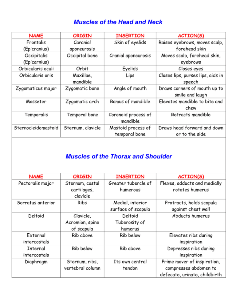 Origin And Action Of Muscles Chart