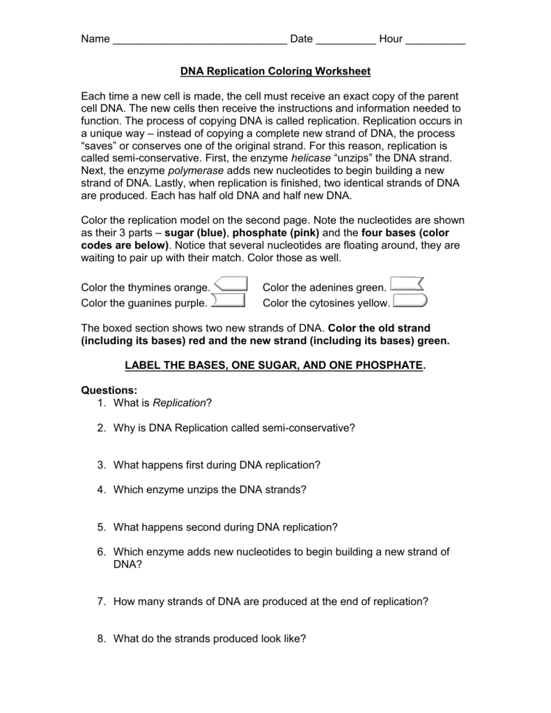 DNA Replication Coloring Worksheet In Dna Replication Worksheet Answer Key