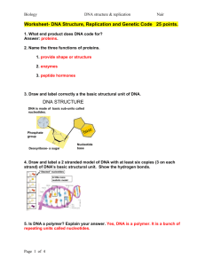 Worksheet- DNA Structure, Replication and Genetic Code