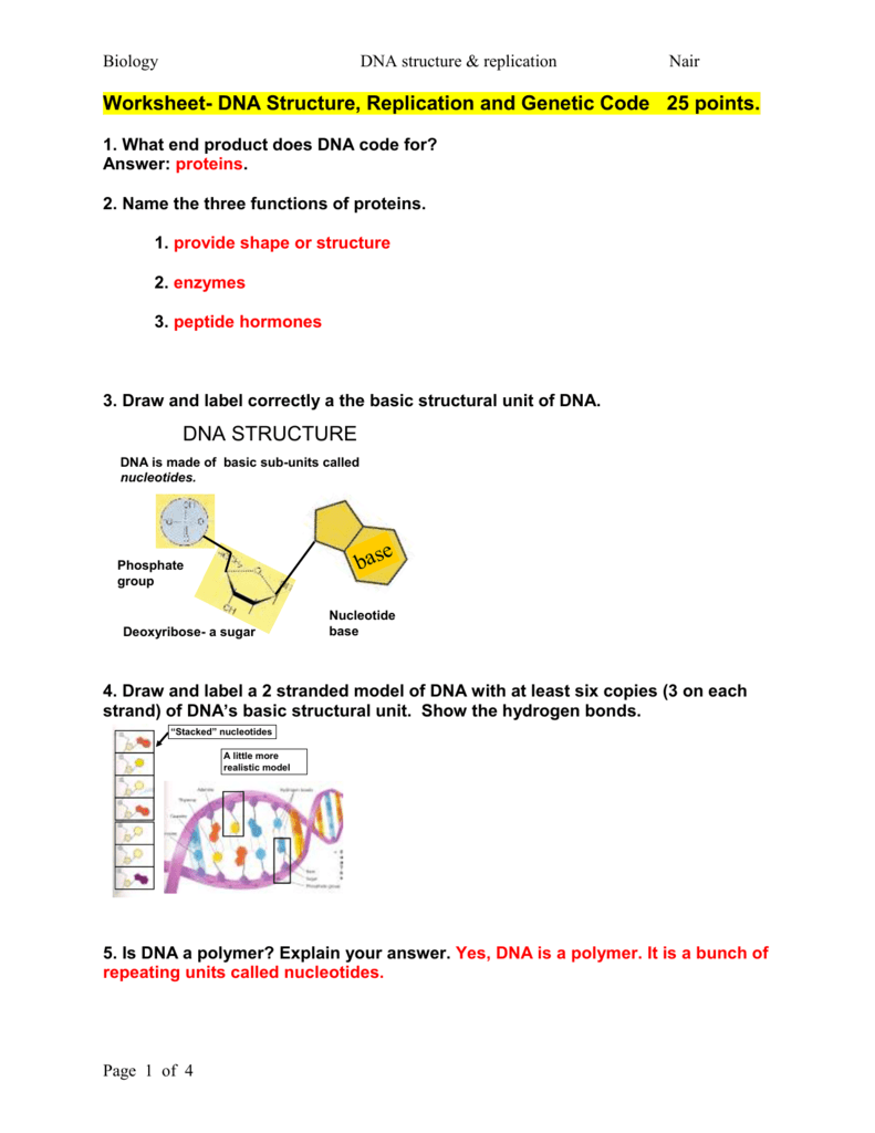 Worksheet- DNA Structure, Replication and Genetic Code Throughout Dna Structure And Replication Worksheet