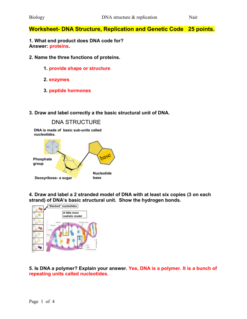 Dna structure and replication review worksheet