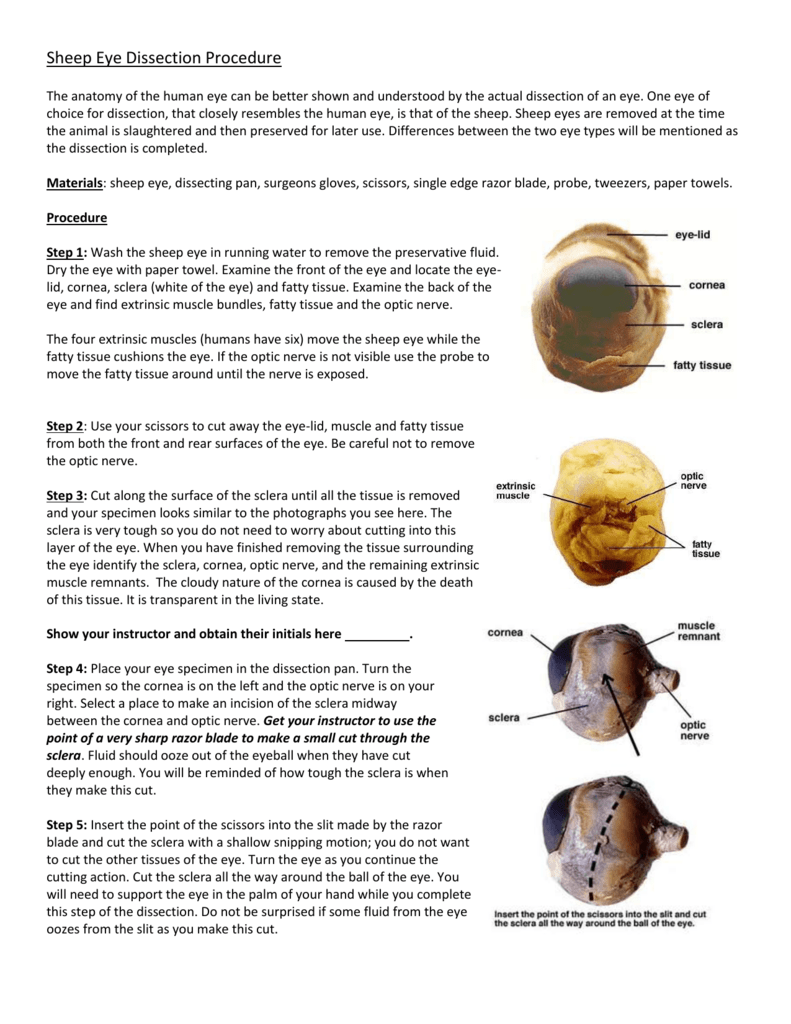 sheep eye dissection procedures