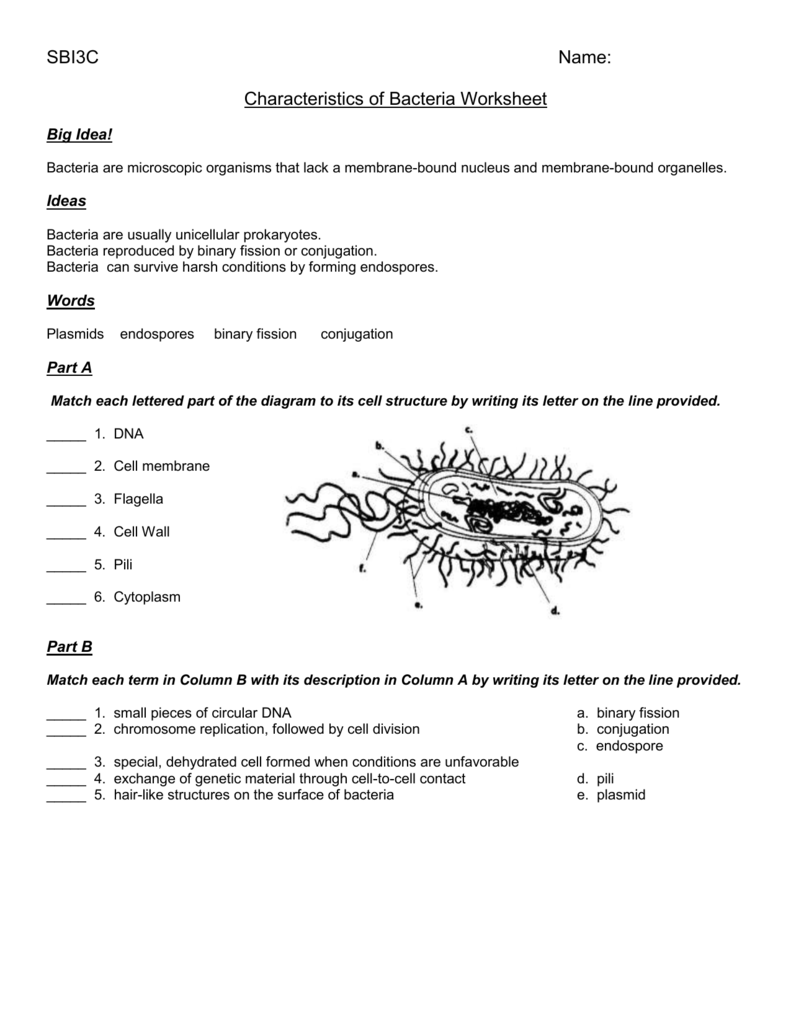 Worksheet - characteristics of bacteria - OISE-IS Regarding Prokaryotes Bacteria Worksheet Answers