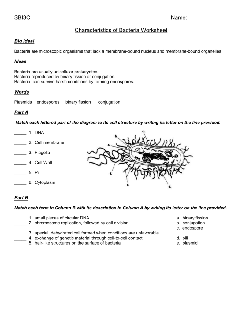 Worksheet - characteristics  of bacteria - OISE-IS Throughout Characteristics Of Bacteria Worksheet