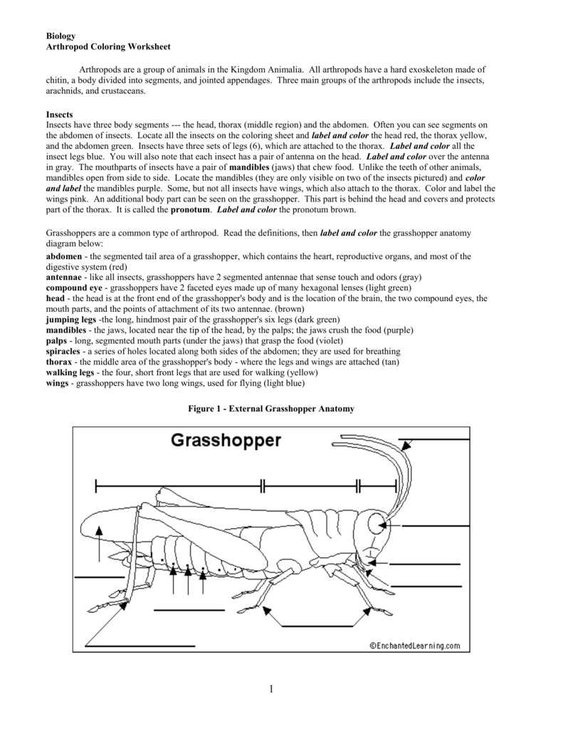 Arthropod Coloring Worksheet