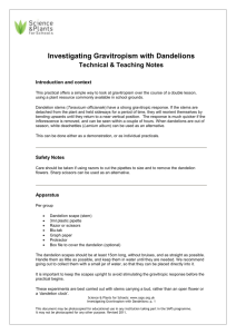 Investigating Gravitropism with Dandelions