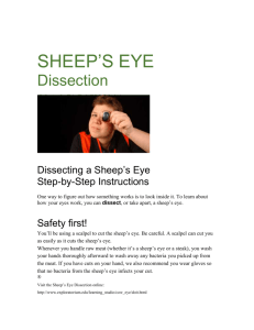 SHEEP'S EYE dissection