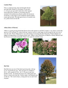 Information on trees and shrubs offered