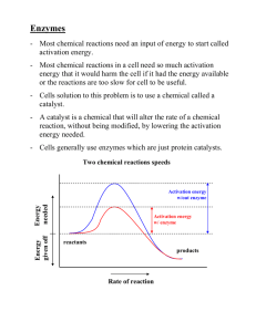 Enzymes - MrsDoughertys