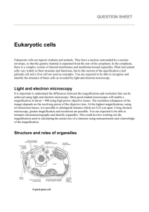 worksheet eukaryotes info and qs