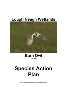 4.1. Barn Owl Species Action Plan