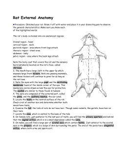 rat dissection guide - philipdarrenjones.com