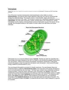 Chloroplasts Adapted from http://micro.magnet.fsu.edu/cells