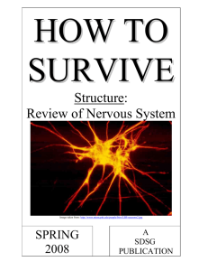 “How to Survive” Guide – Structure- Review of Nervous System 1 T