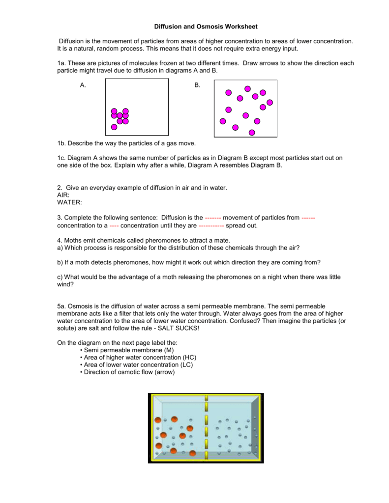 Diffusion and Osmosis Worksheet Intended For Diffusion And Osmosis Worksheet