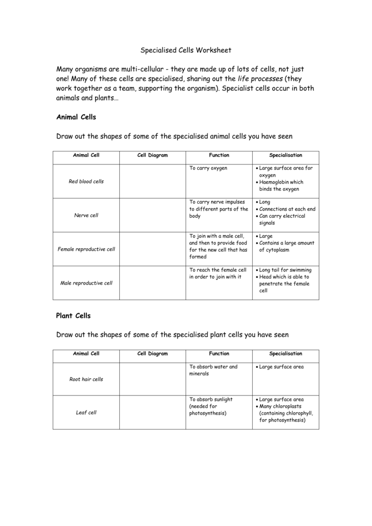 Specialised Cells Worksheet