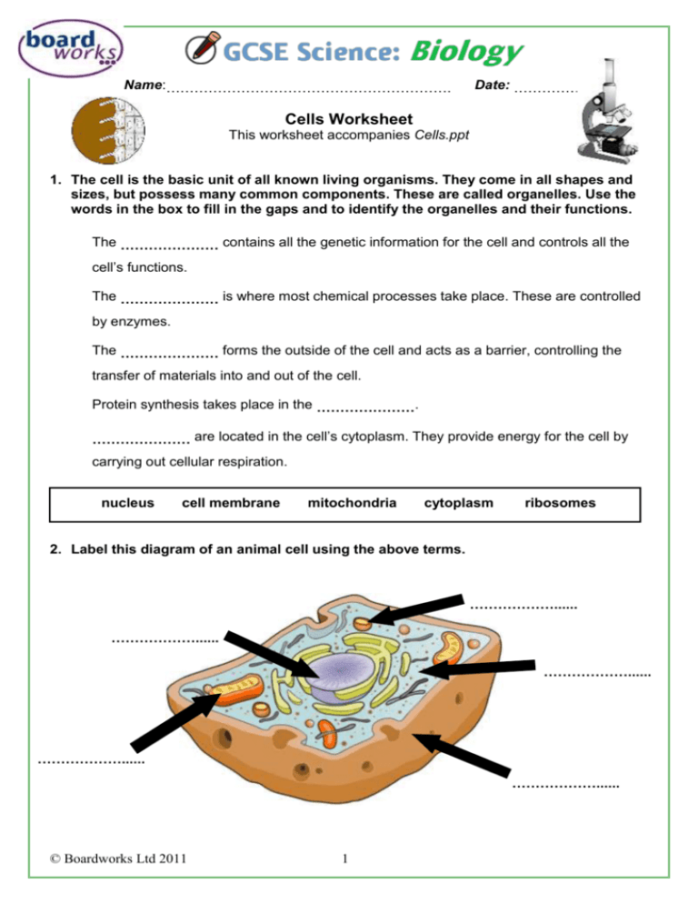  Cells Worksheet 