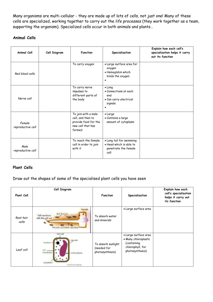 Specialised Cells Worksheet