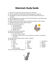 Mammals Study Guide