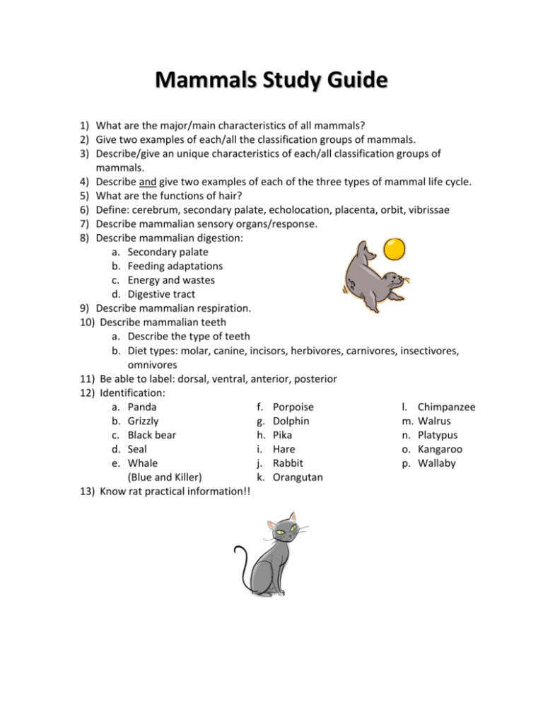 examples of insectivores