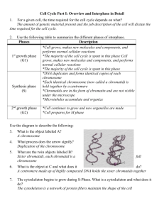 Mitosis guided notes with answers 3