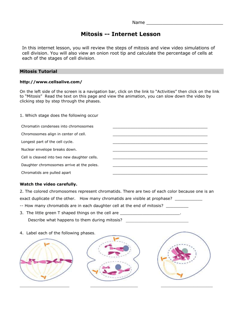 Mitosis Tutorial Inside Cells Alive Cell Cycle Worksheet