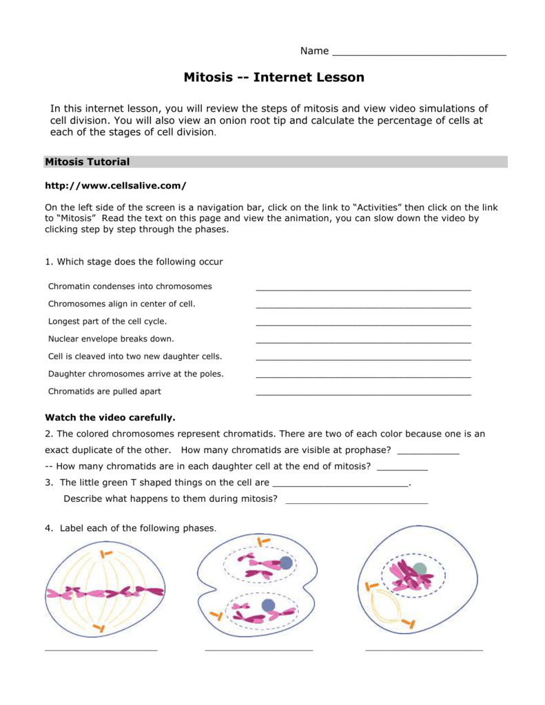 Meiosis Worksheet Answers Biology Corner