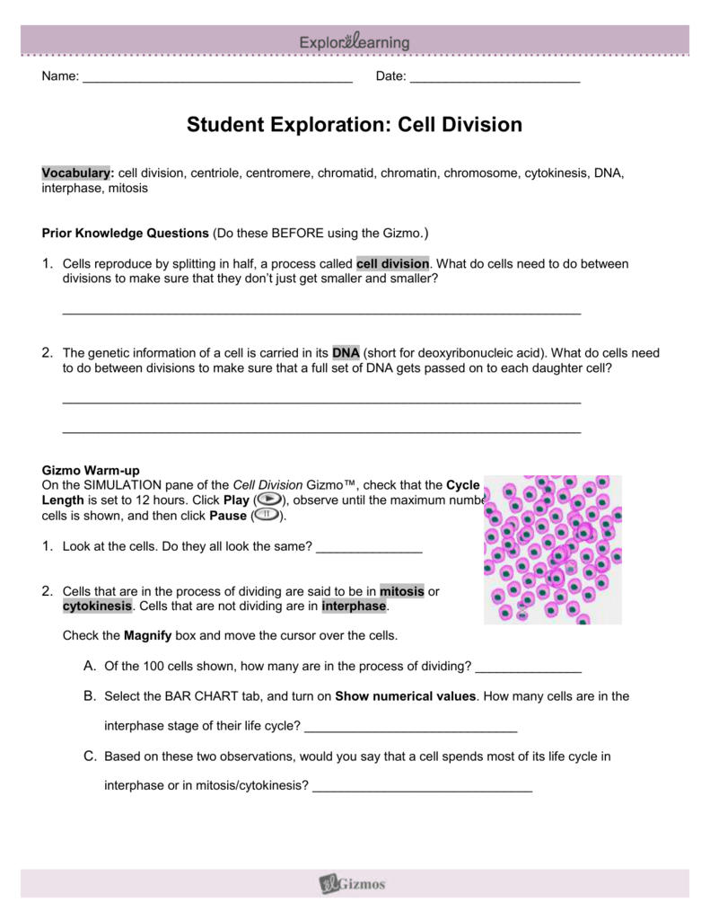 Cell Division Gizmo Answer Key : Bioscn3230 C 1 1 Docx Assignment C 1 Cell Division Gizmo Read The Explorelearning Enrollment Handout In The Introduction Materials Folder To Learn How Course Hero