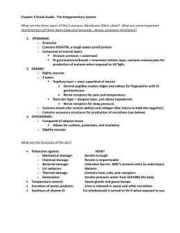 1 INTEGUMENTARY SYSTEM WORKSHEET KEY CONCEPT: The
