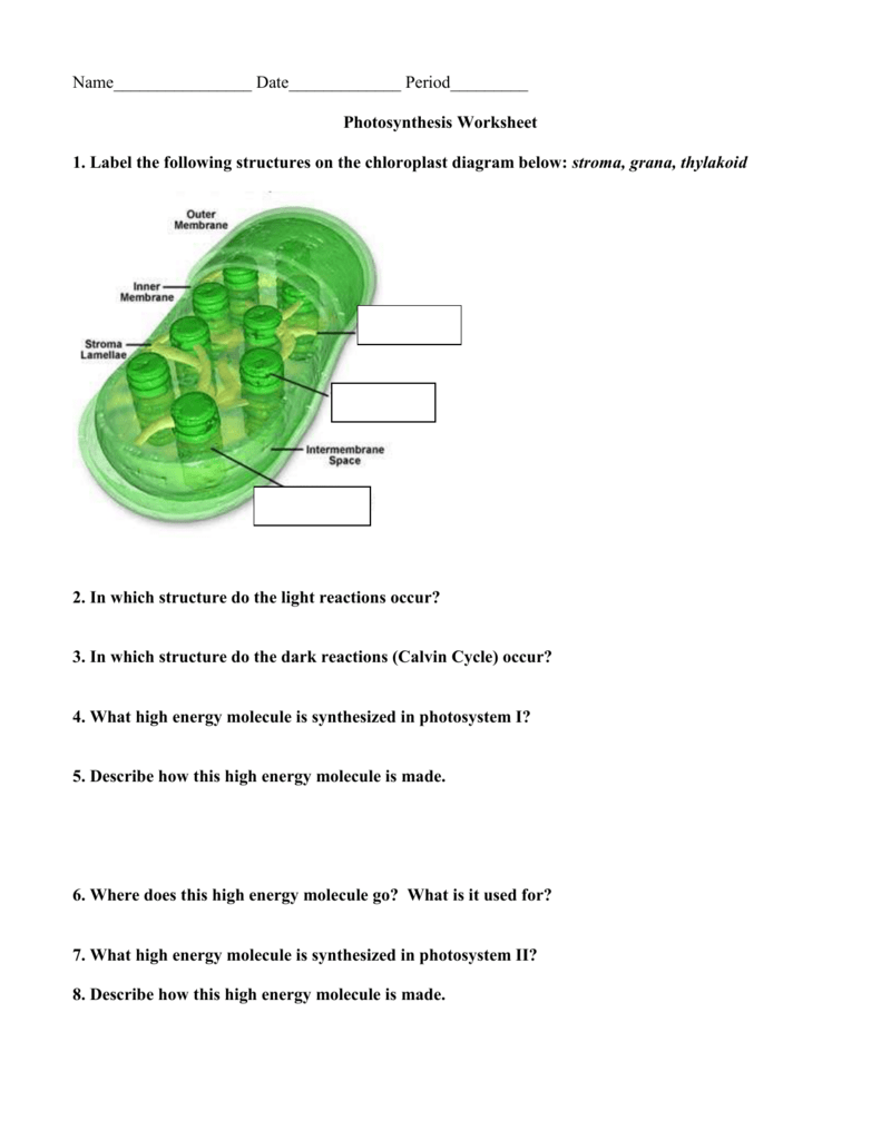 Photosynthesis Worksheet