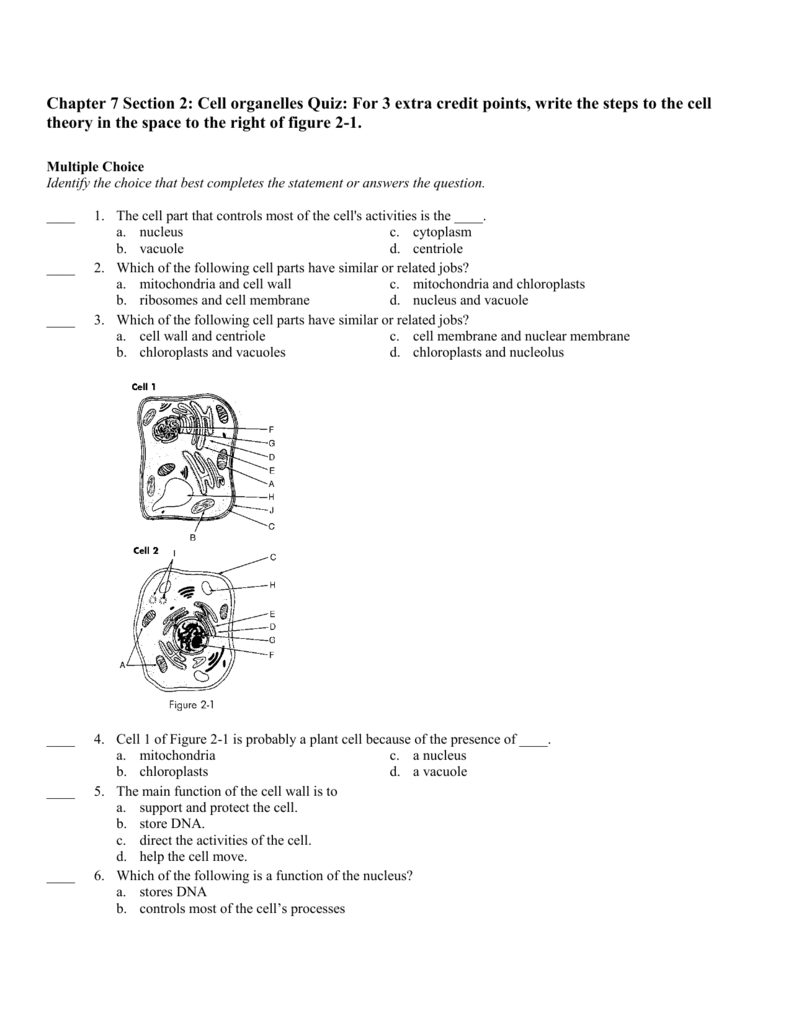 critical thinking questions cell organelles