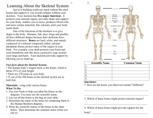 Learning About the Skeletal System