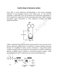 Cyclic AMP in Genome Action