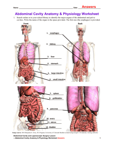 Abdominal Cavity Anatomy & Physiology Worksheet Answers